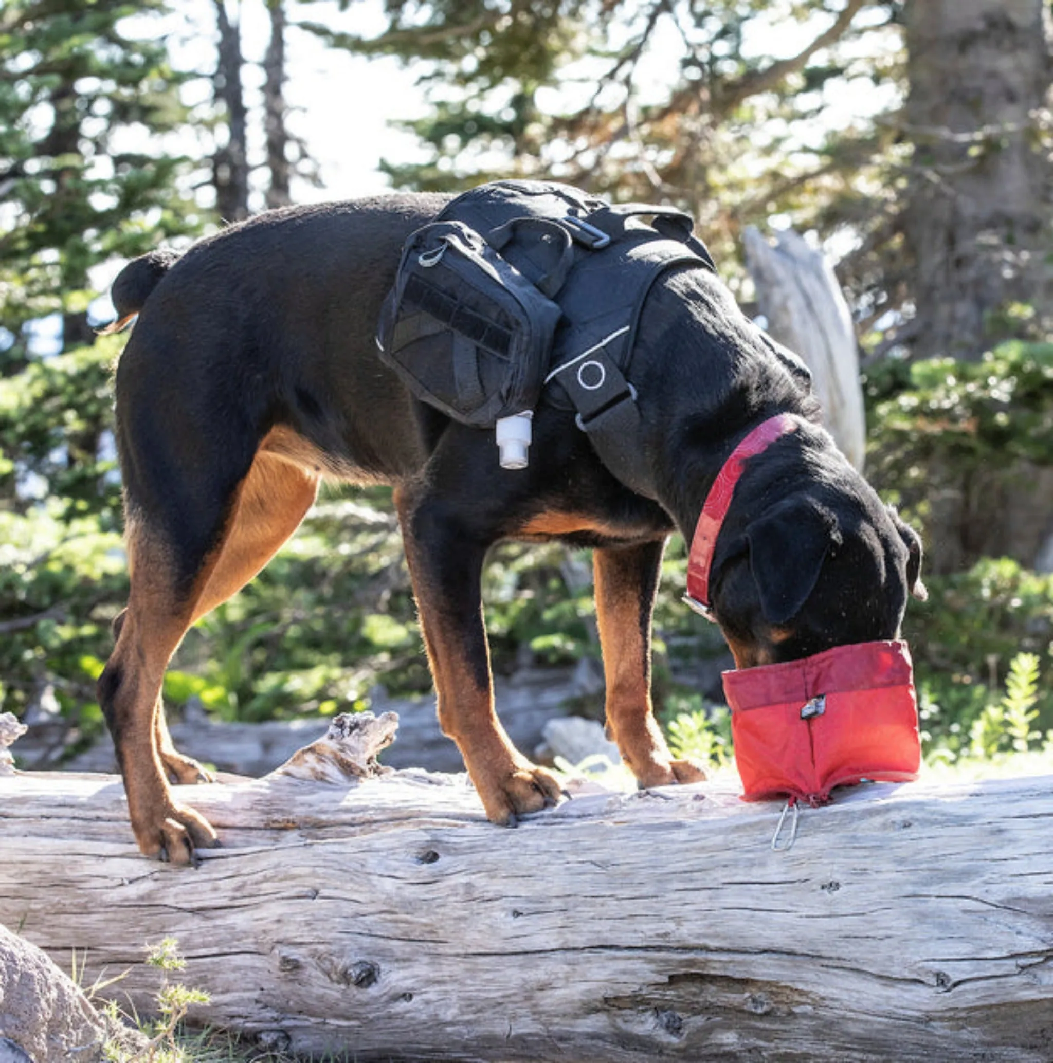 Kurgo Zippy Portable Dog Bowl